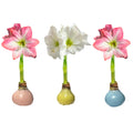 Let 'Em Bloom - Pastel Trio Mixed Wax Amaryllis Crate 36cm+ 18 Bulbs/Crate