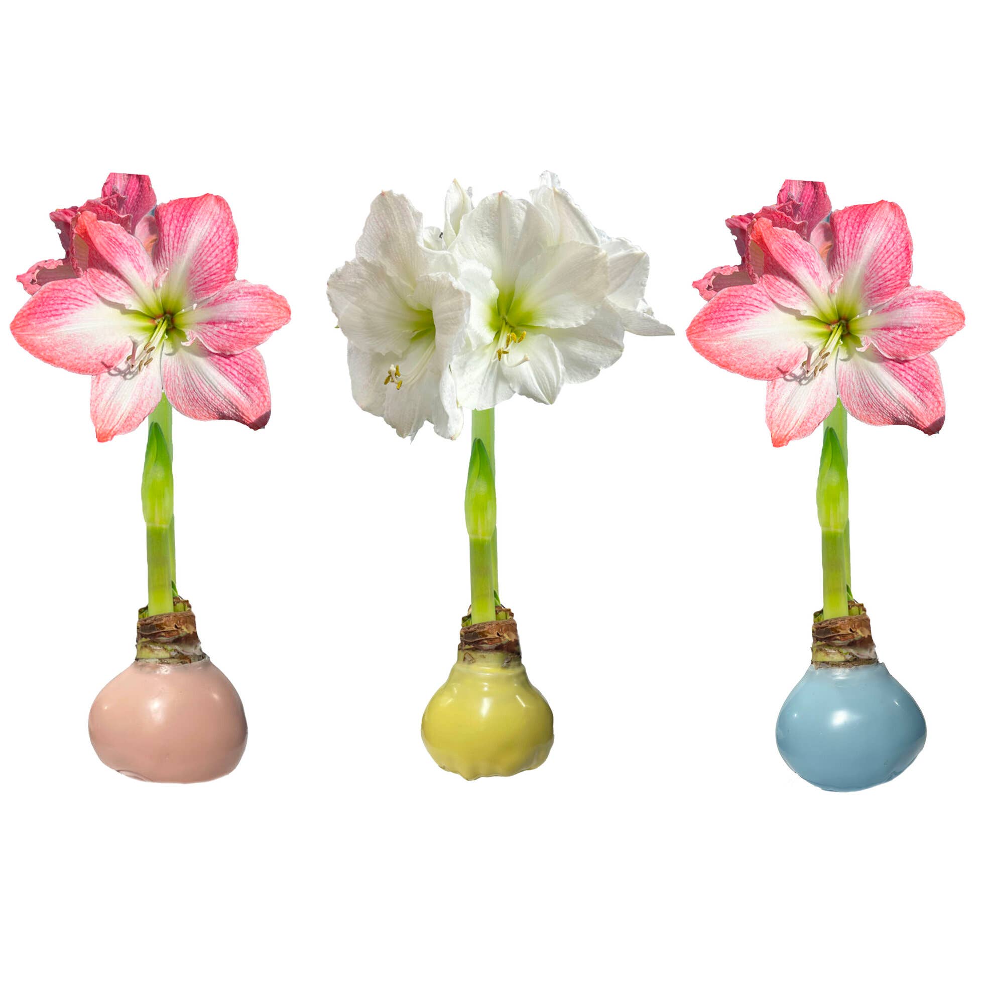 Let 'Em Bloom - Pastel Trio Mixed Wax Amaryllis Crate 36cm+ 18 Bulbs/Crate
