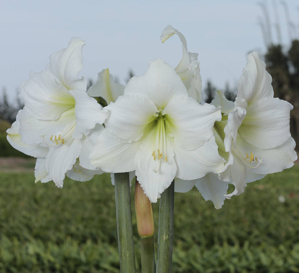 Let 'Em Bloom - White Flower Spring Waxed Amaryllis Mix
