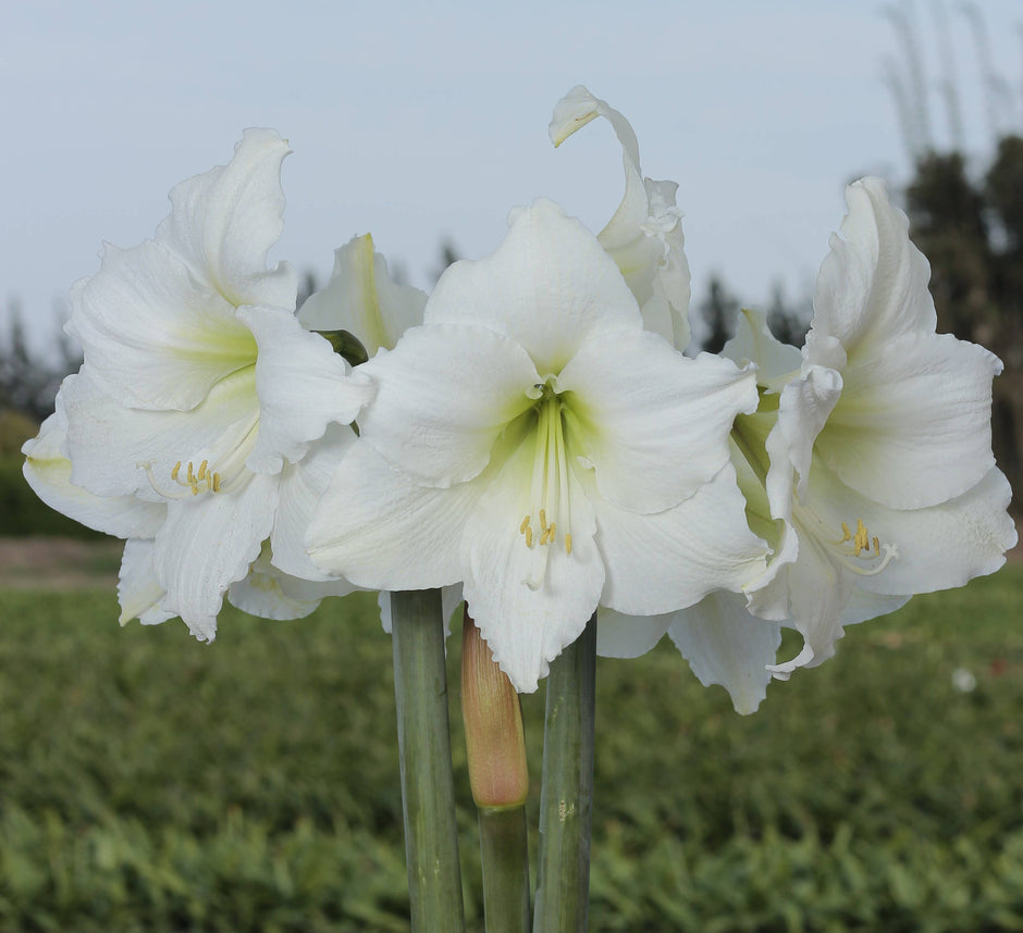Let 'Em Bloom - White Flower Spring Waxed Amaryllis Mix