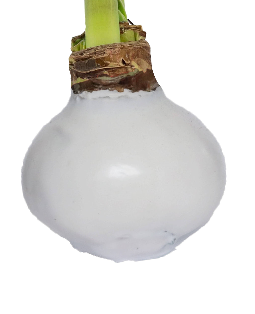 Let 'Em Bloom - White Flower Spring Waxed Amaryllis Mix